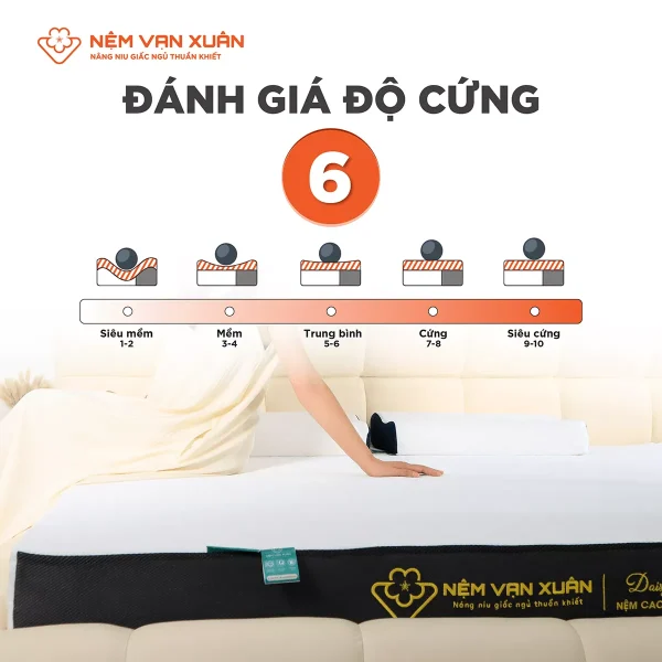 Nệm Cao Su Hoạt Tính Vạn Xuân Daisy Lively