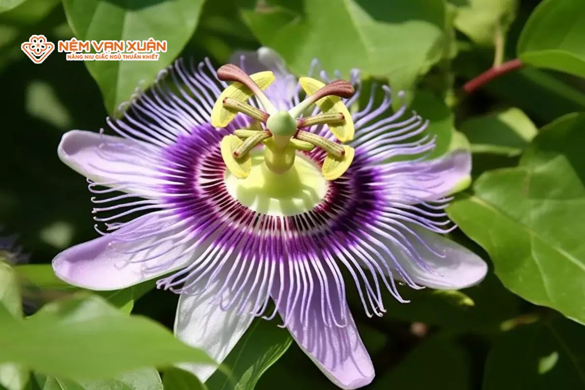 Trà lạc tiên (Passionflower)