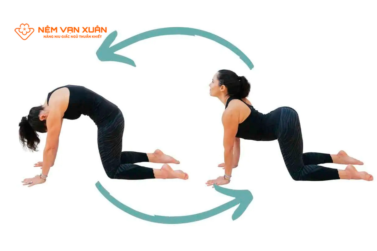 Tư thế con Mèo con Bò (Marjaryasana Bitilasana)