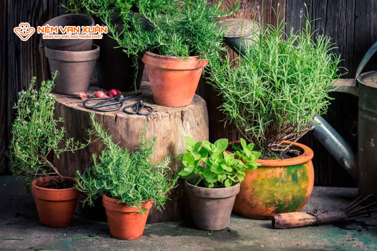 Tận dụng các loại cây trồng đuổi côn trùng