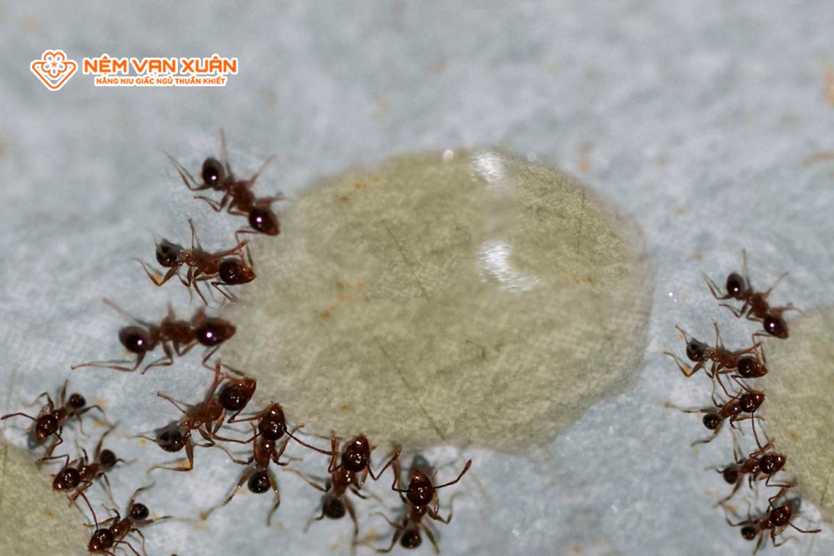 Nguyên nhân kiến xuất hiện trong phòng ngủ
