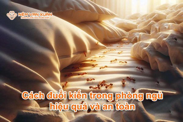 Cách đuổi kiến trong phòng ngủ hiệu quả và an toàn