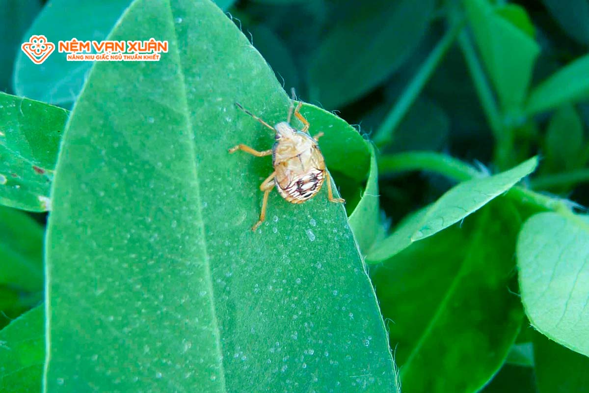 Cây xanh có thể hấp dẫn côn trùng