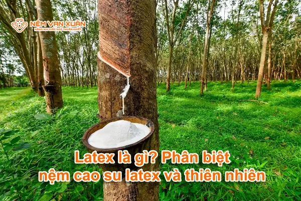 Latex là gì? Phân biệt nệm cao su latex và cao su thiên nhiên