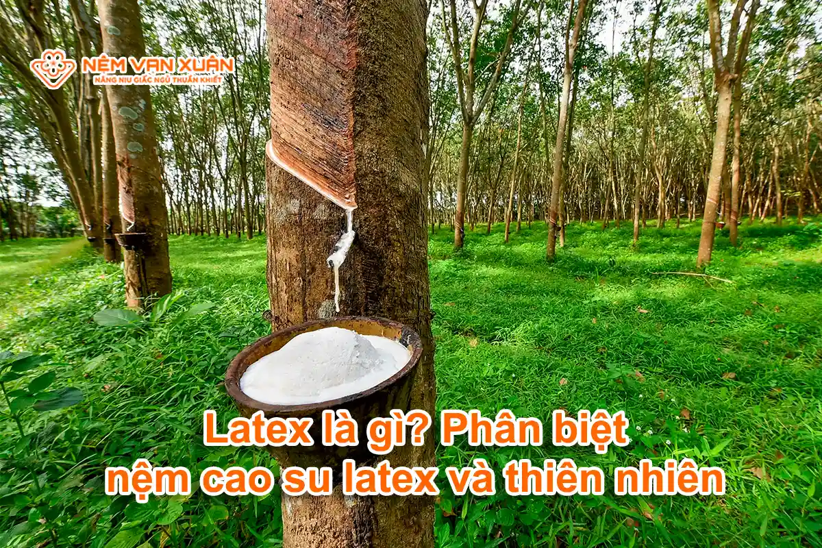 Latex là gì? Phân biệt nệm cao su latex và cao su thiên nhiên